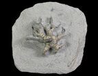 Hylodecrinus Crinoid Fossil - Indiana #66042-2